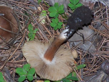 Russula sardonia Cfr. Inocybe sp.